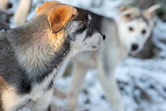 20211107_Engholm Husky-7108