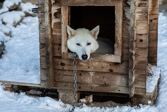 20211107_Engholm Husky-6931