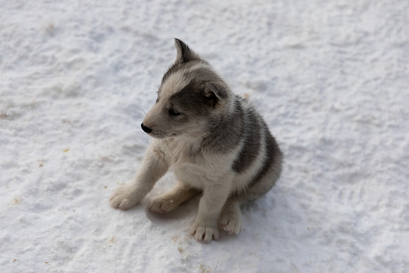 20181220_huskypuppies-9356