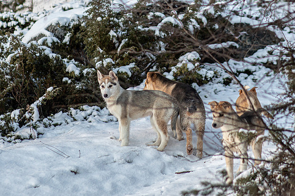 20211107_Engholm Husky-7337