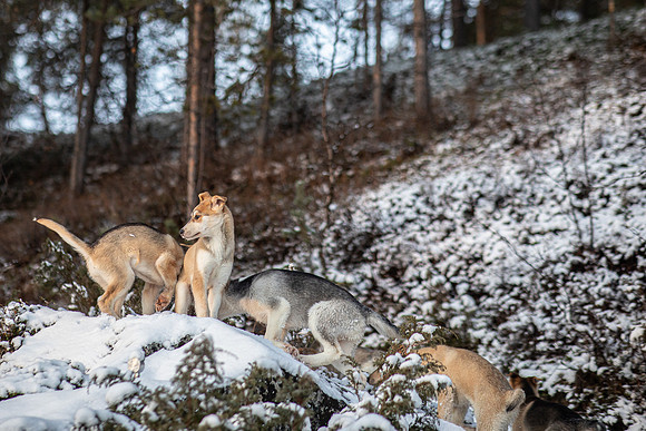 20211107_Engholm Husky-7345
