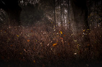 20201206_Gruffolo-8029