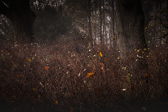 20201206_Gruffolo-8029