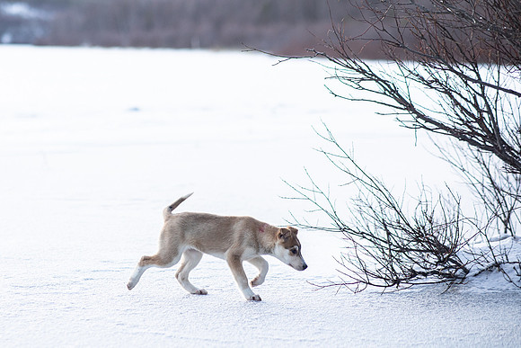 20211107_Engholm Husky-7308