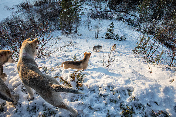 20211107_Engholm Husky-7687