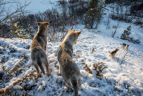 20211107_Engholm Husky-7688