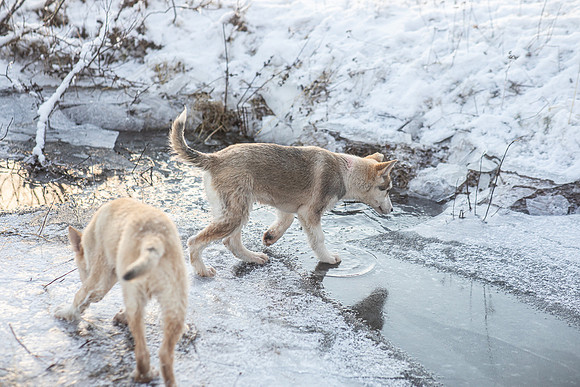 20211107_Engholm Husky-7128