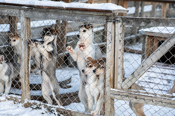 20211107_Engholm Husky-6975