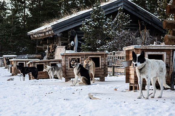 20211107_Engholm Husky-6916