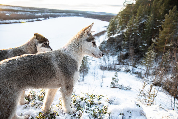20211107_Engholm Husky-7704