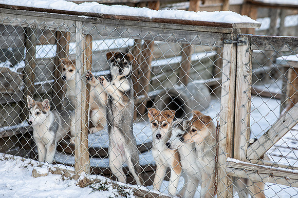 20211107_Engholm Husky-6978
