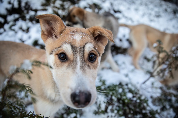 20211107_Engholm Husky-7605-2