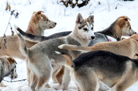 Engholm Husky Low Res Web Files