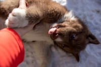 20181220_huskypuppies-9302