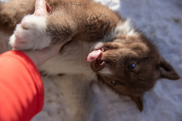 20181220_huskypuppies-9302