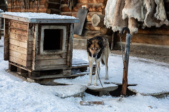20211107_Engholm Husky-6915