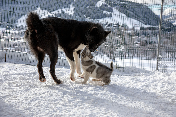 20181220_huskypuppies-9337