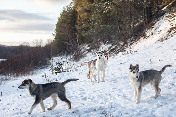 20211107_Engholm Husky-7147