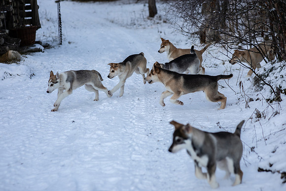 20211107_Engholm Husky-6995