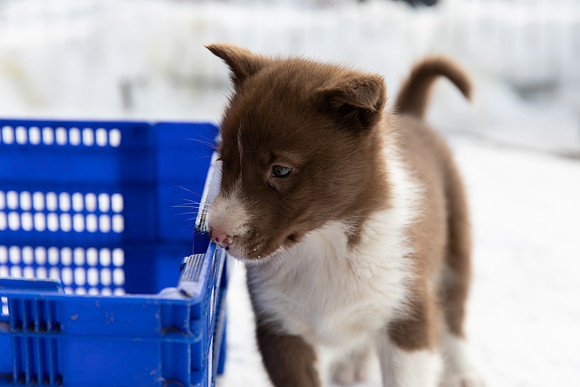 20181220_huskypuppies-9359
