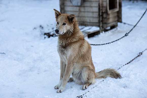 20211107_Engholm Husky-6966