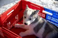 20181220_huskypuppies-9290