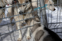 20181220_huskypuppies-9316