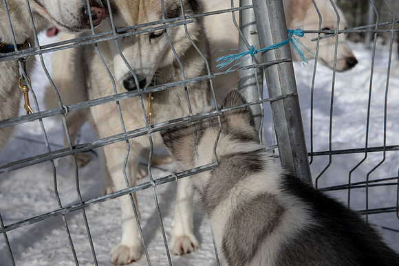 20181220_huskypuppies-9316