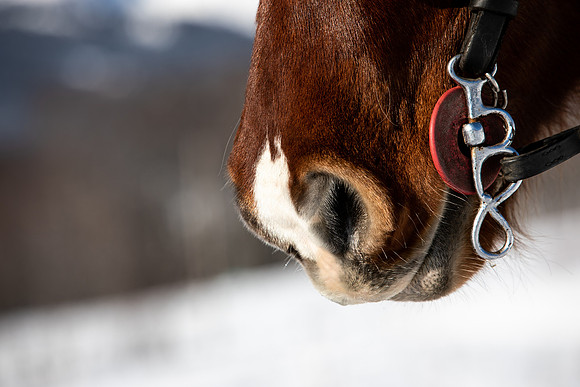 Horse & Cart Four Seasons Megeve