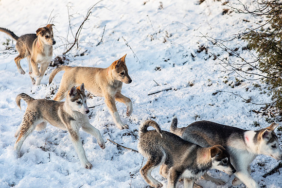 20211107_Engholm Husky-7161
