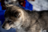 20181220_huskypuppies-9289