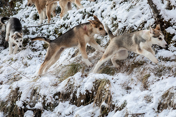 20211107_Engholm Husky-7105