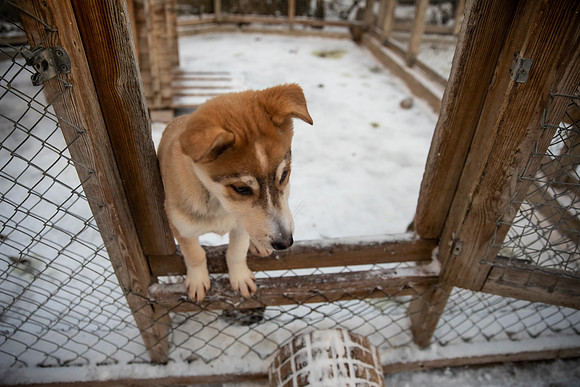 20211107_Engholm Husky-7463-2