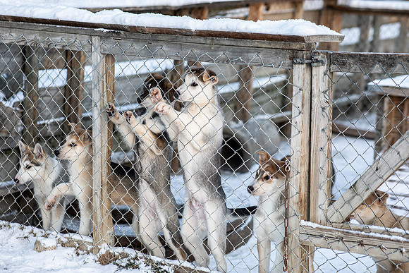20211107_Engholm Husky-6972