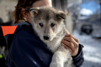 20181220_huskypuppies-9328