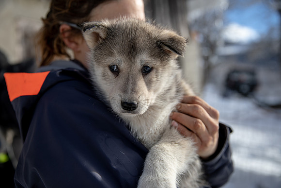 20181220_huskypuppies-9328