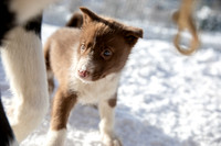 20181220_huskypuppies-9310