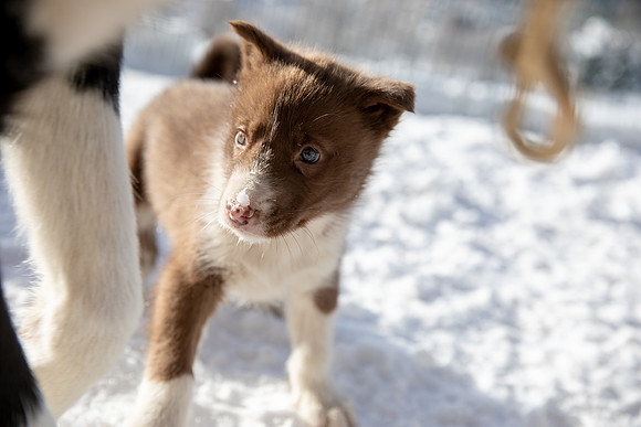 20181220_huskypuppies-9310