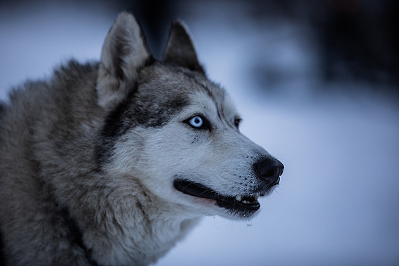 Dog Sledding Four Seasons Megeve