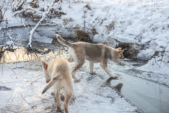20211107_Engholm Husky-7127