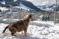 20181220_huskypuppies-9299