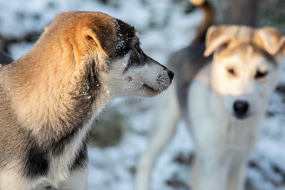 20211107_Engholm Husky-7111