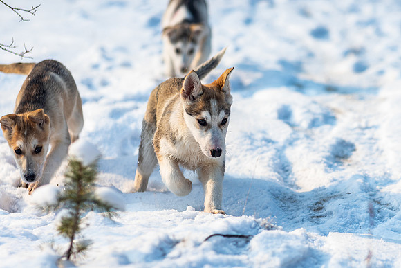 20211107_Engholm Husky-7256