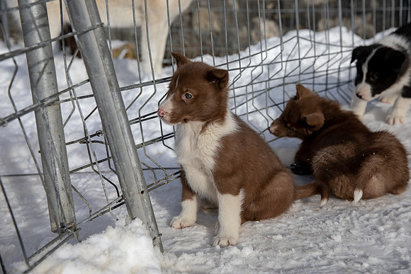 20181220_huskypuppies-9314