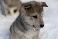 Today was PUPPIES!