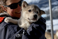 20181220_huskypuppies-9312
