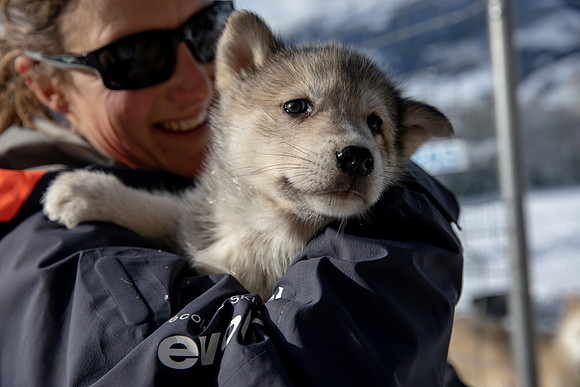 20181220_huskypuppies-9312