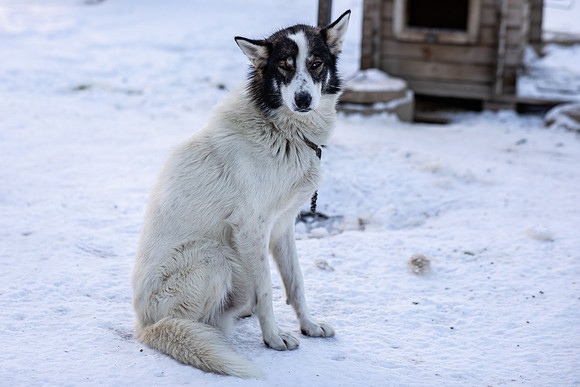 20211107_Engholm Husky-6964