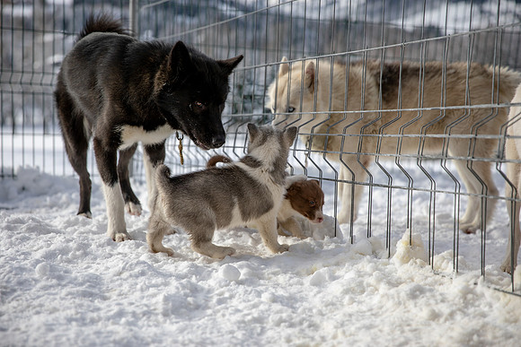20181220_huskypuppies-9336