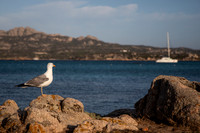 20240702_Sardinia 24-3193